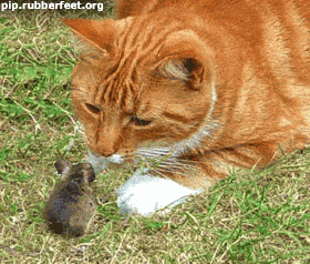 Le match de l'ann�e